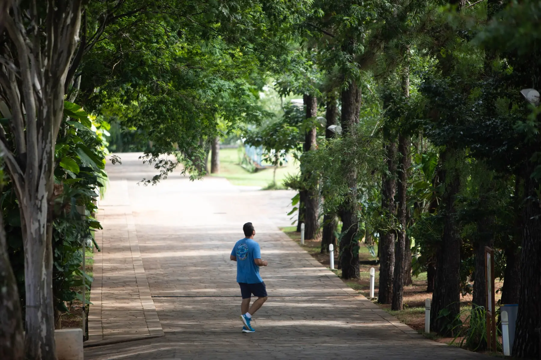 Alameda de árvores do Spa Med, com um hóspede caminhando ao fundo