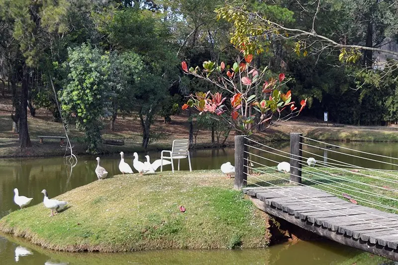 Lago com ilha de grama ao centro, gansos na margem e uma ponte de madeira ligando as duas partes