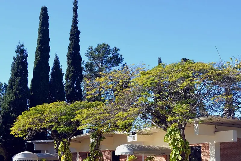Entrada do Spa Med com ciprestes e uma árvore de copa larga sobre o bloco de tijolo